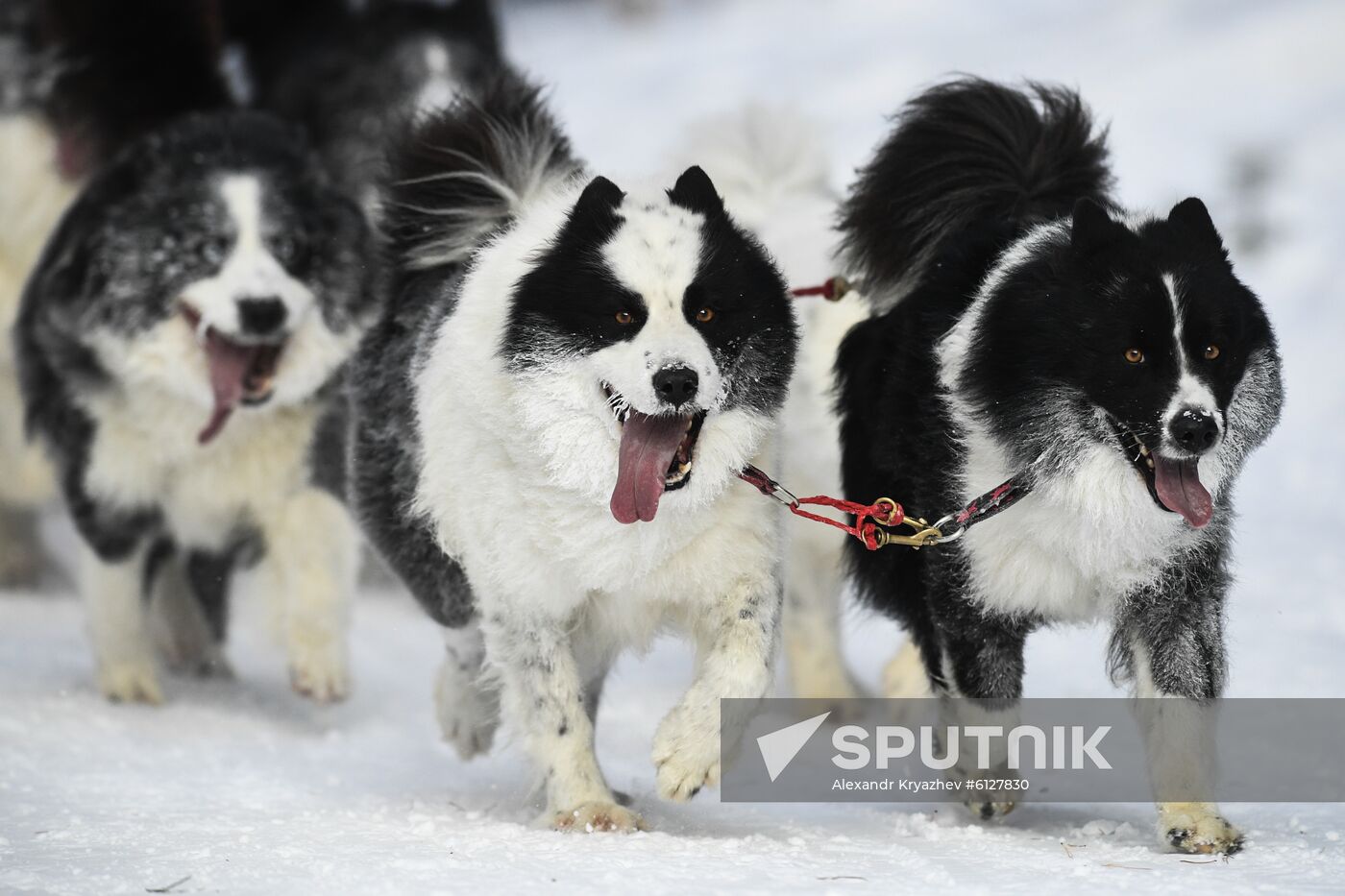 Russia Sled Dog Race