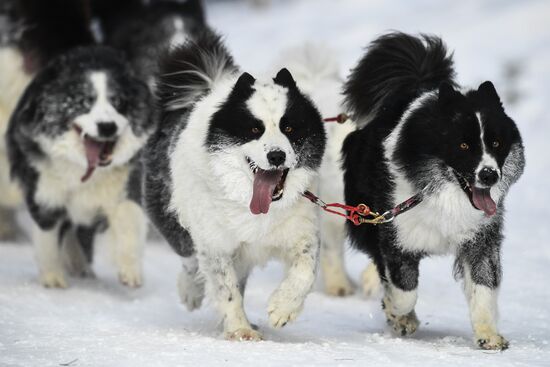 Russia Sled Dog Race