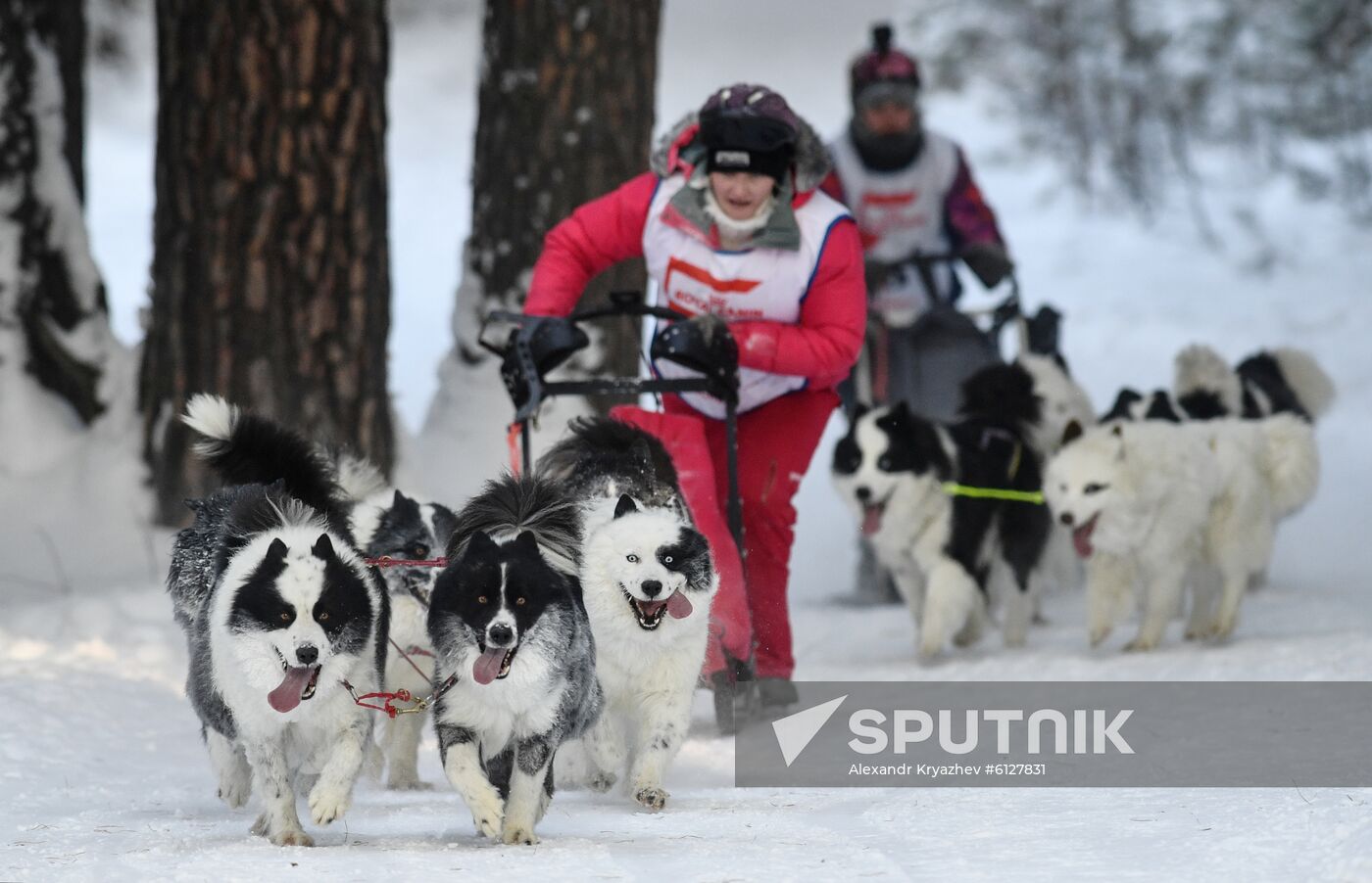 Russia Sled Dog Race