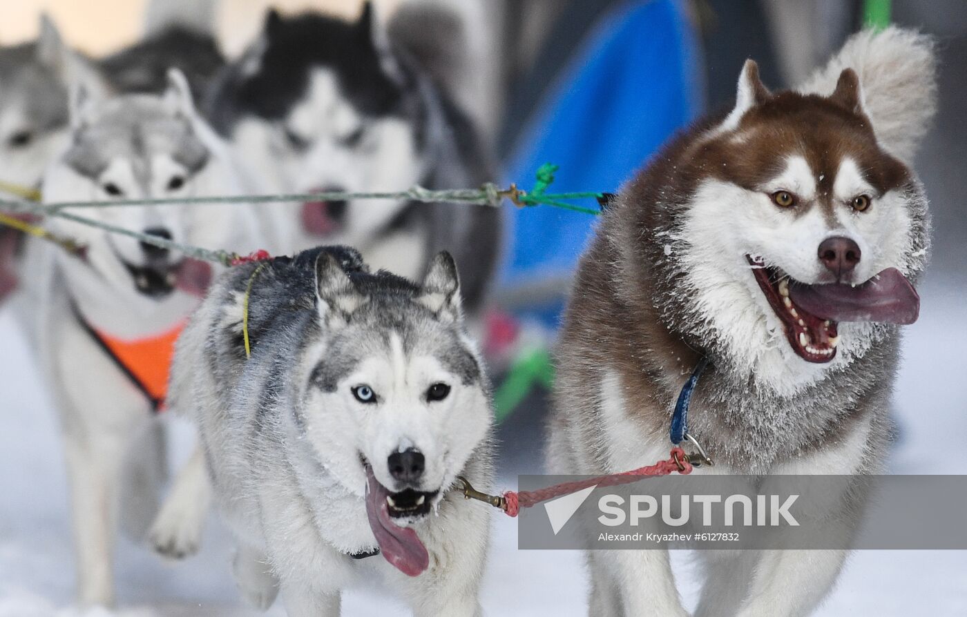 Russia Sled Dog Race