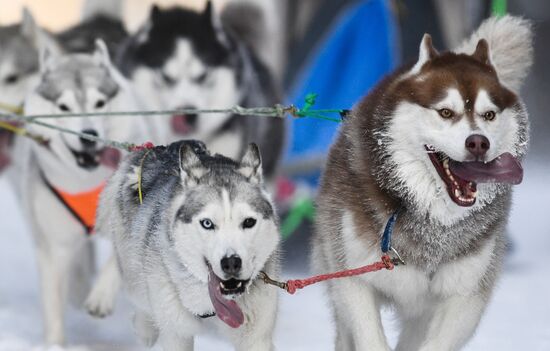 Russia Sled Dog Race