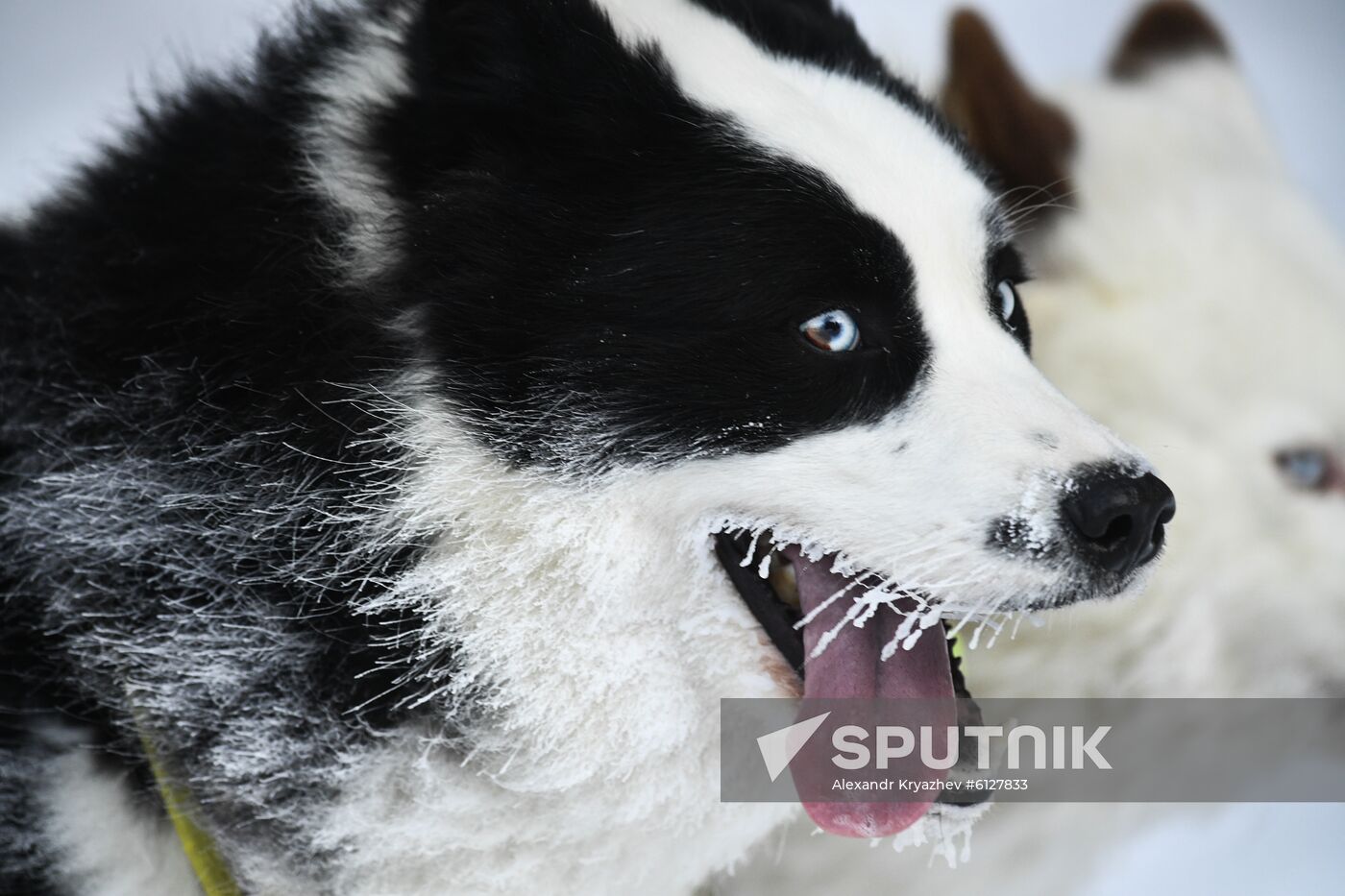 Russia Sled Dog Race