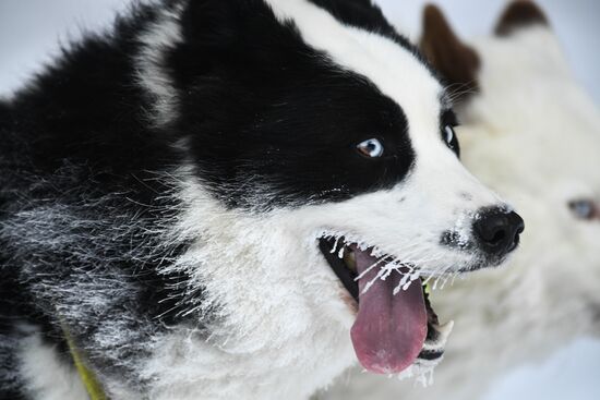 Russia Sled Dog Race