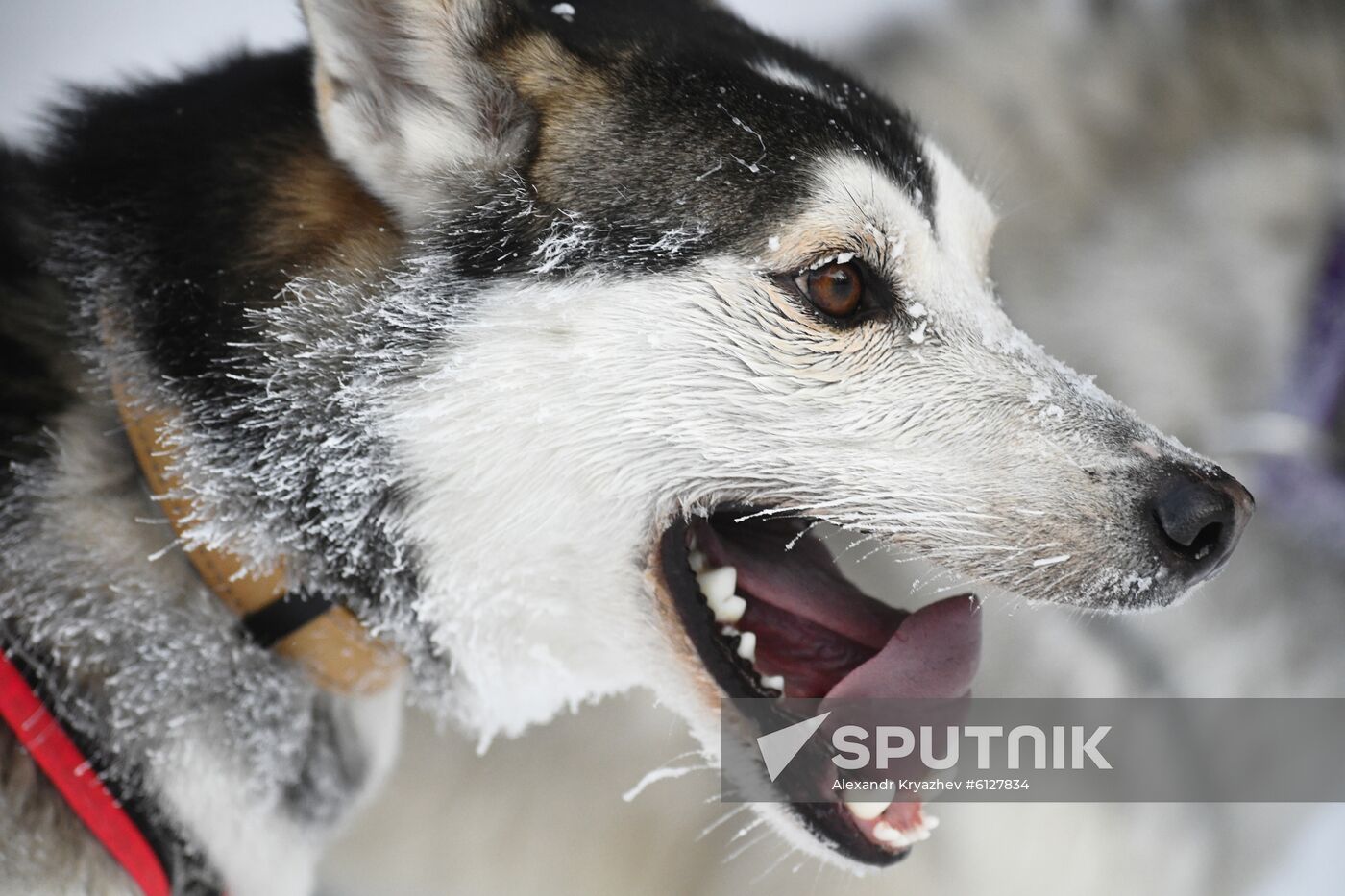 Russia Sled Dog Race