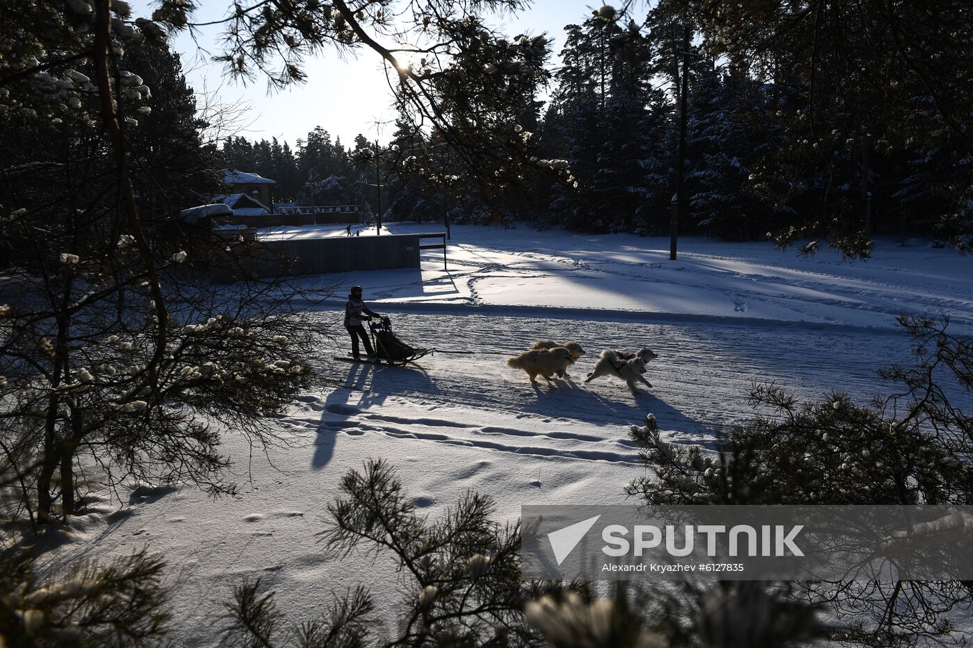 Russia Sled Dog Race