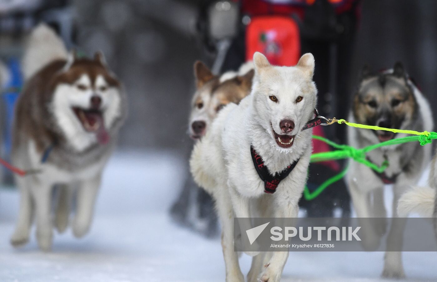 Russia Sled Dog Race