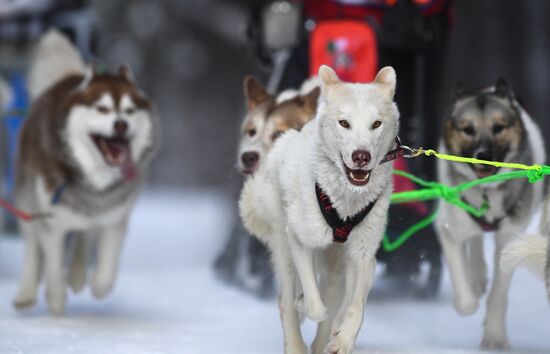 Russia Sled Dog Race