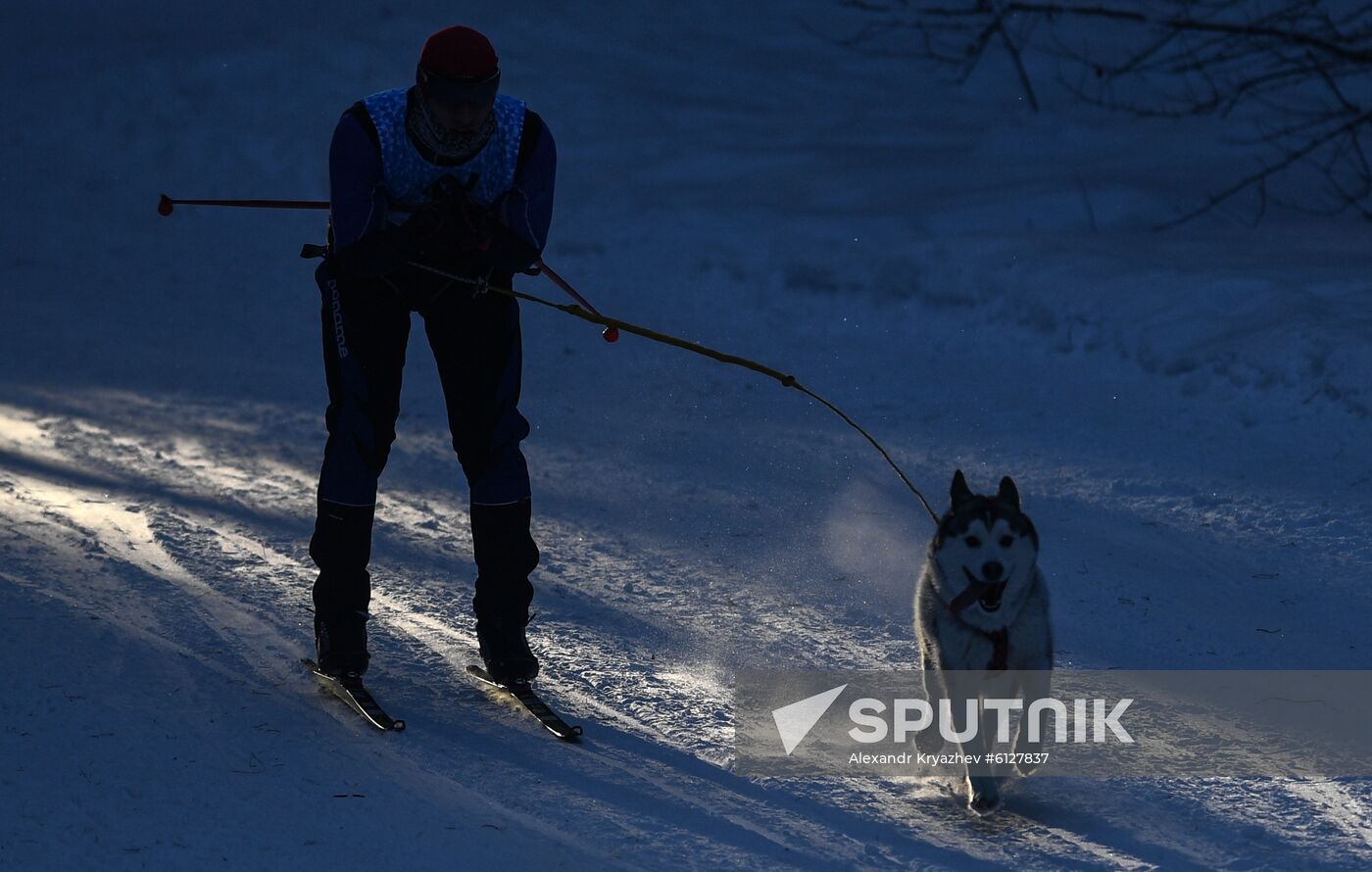 Russia Sled Dog Race