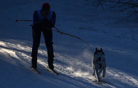 Russia Sled Dog Race