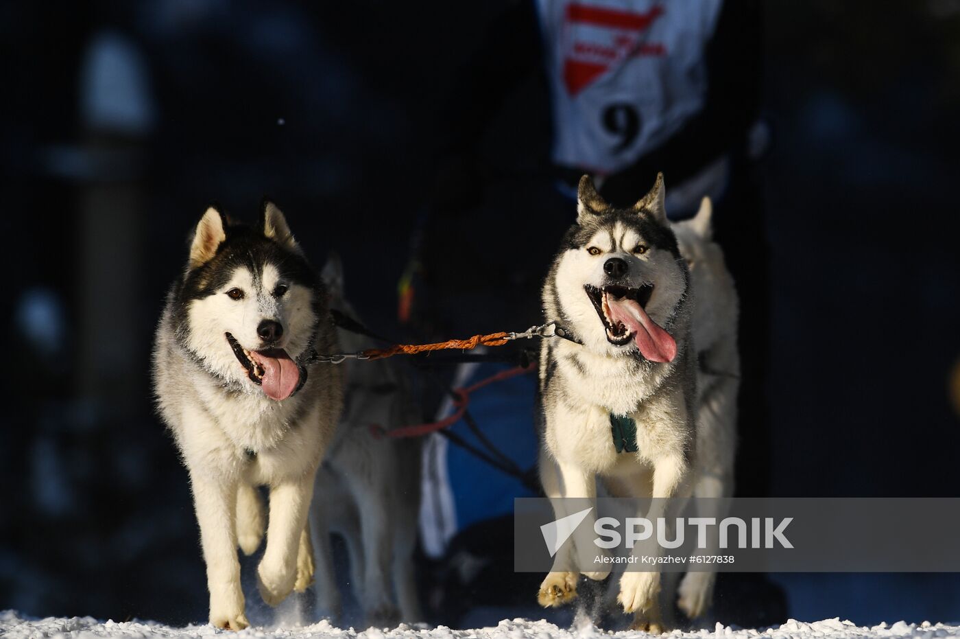 Russia Sled Dog Race