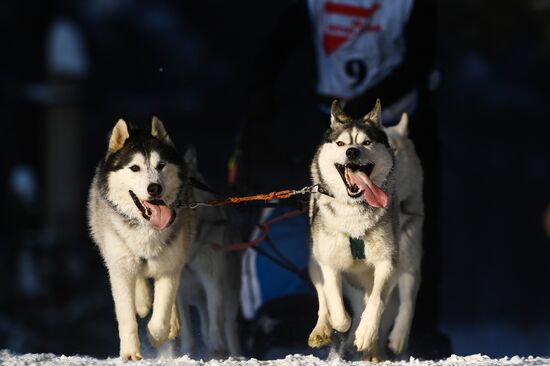 Russia Sled Dog Race