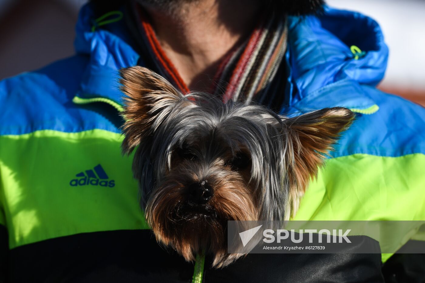 Russia Sled Dog Race