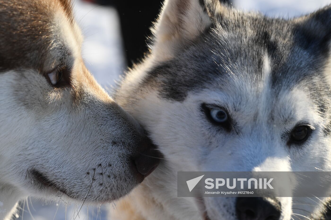 Russia Sled Dog Race