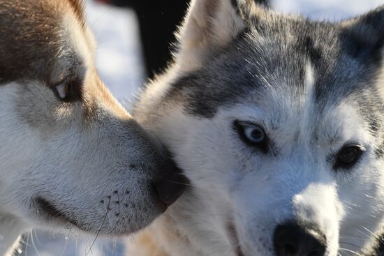 Russia Sled Dog Race