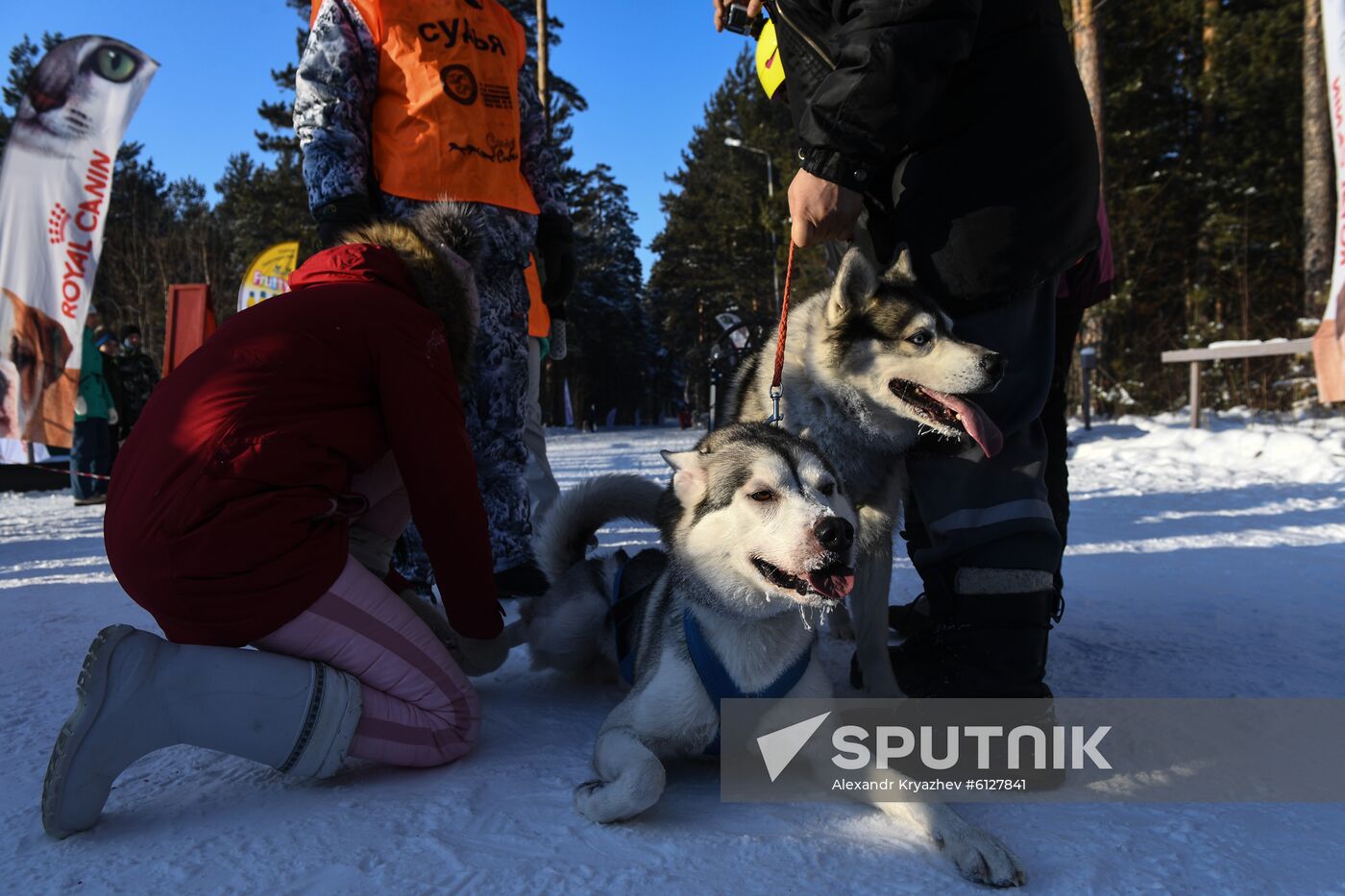 Russia Sled Dog Race