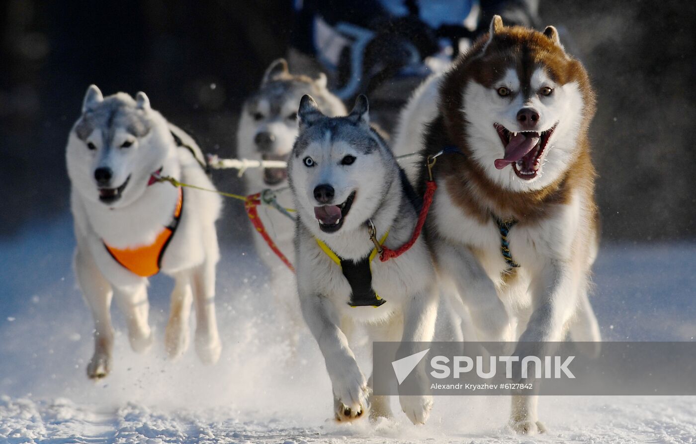 Russia Sled Dog Race