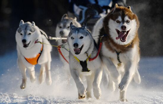 Russia Sled Dog Race