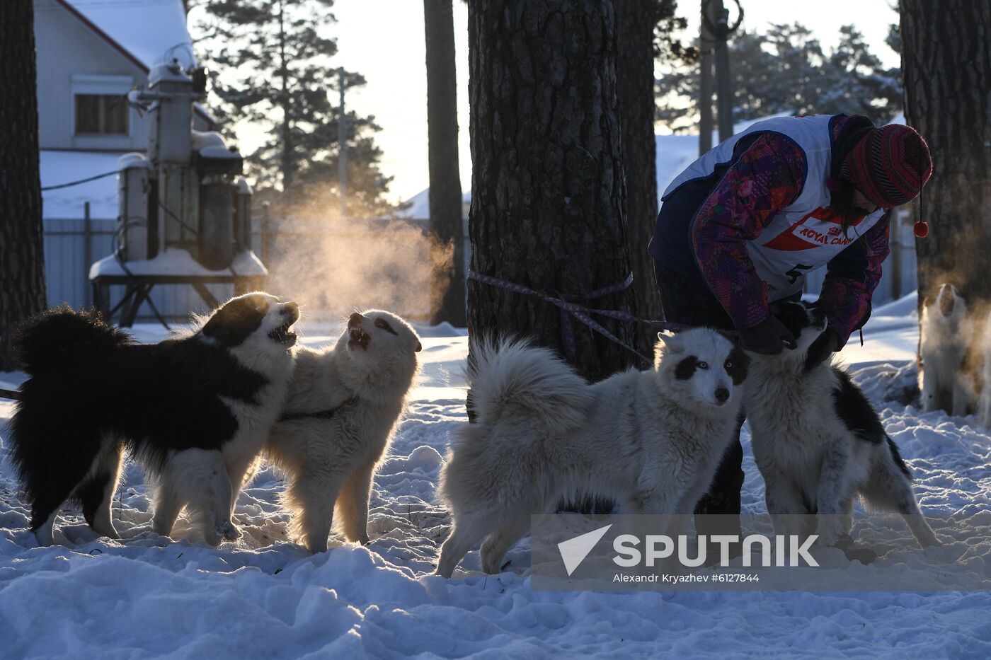 Russia Sled Dog Race