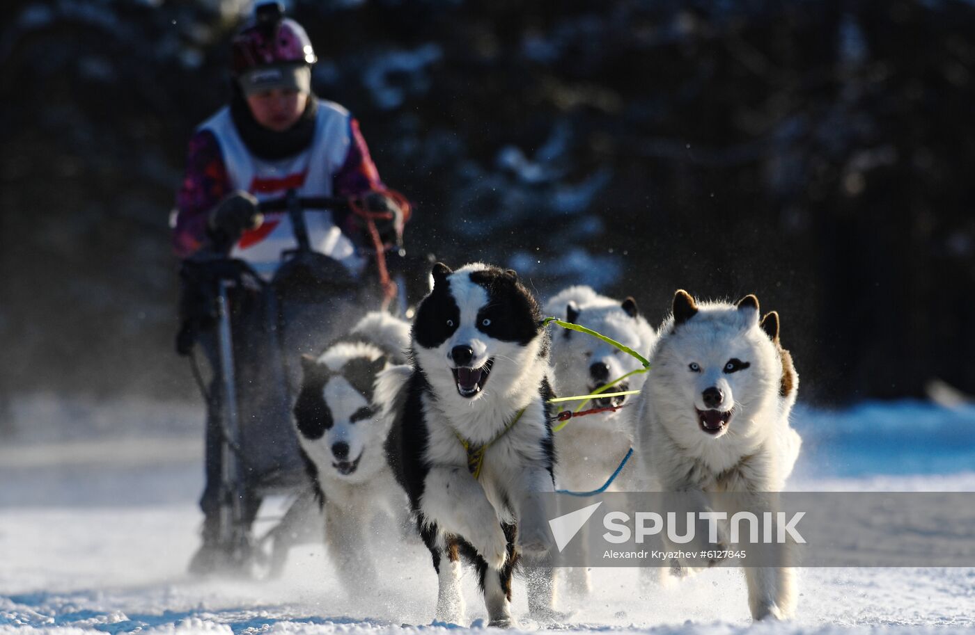 Russia Sled Dog Race