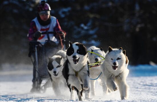 Russia Sled Dog Race