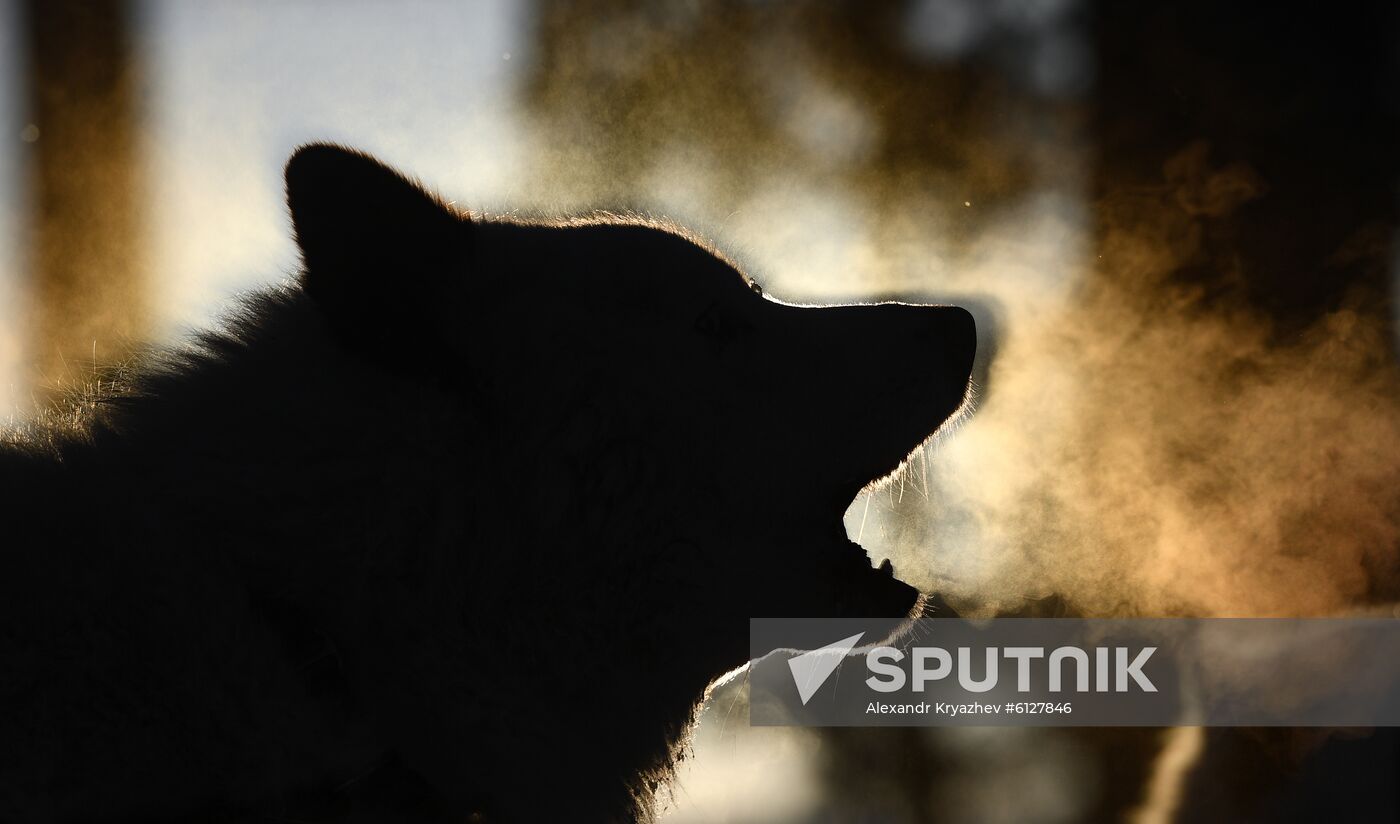 Russia Sled Dog Race