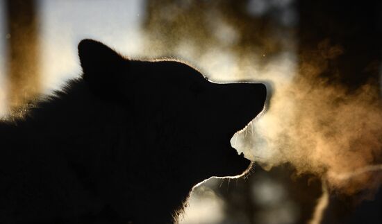 Russia Sled Dog Race