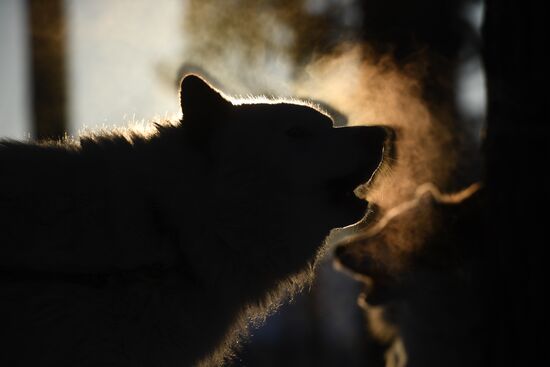 Russia Sled Dog Race