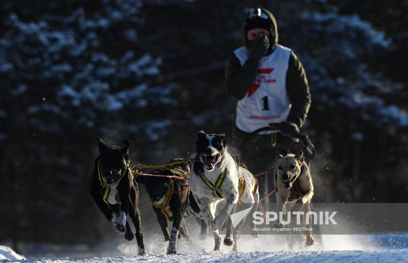 Russia Sled Dog Race