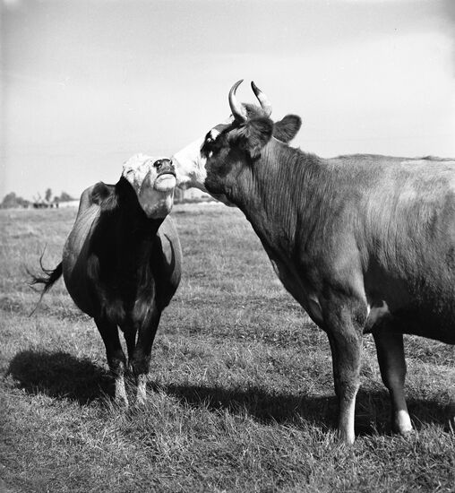 Cows graze on pasture