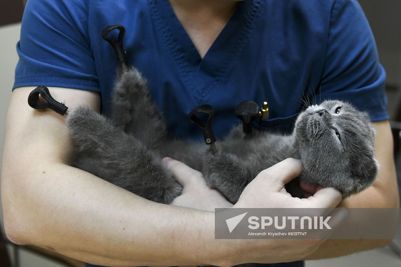 Russia Prosthetic Cat