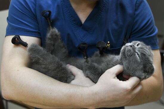 Russia Prosthetic Cat
