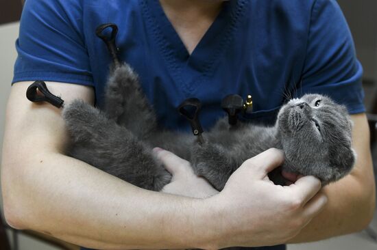 Russia Prosthetic Cat