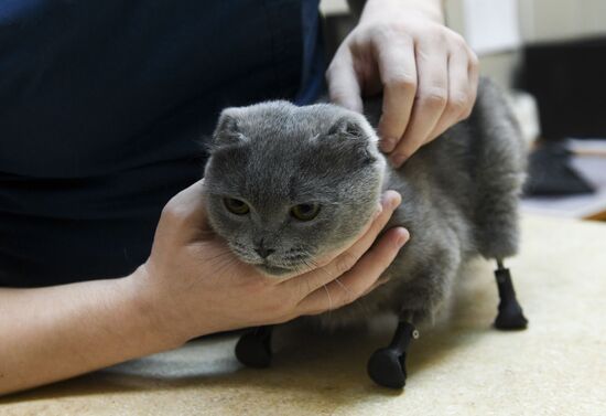 Russia Prosthetic Cat