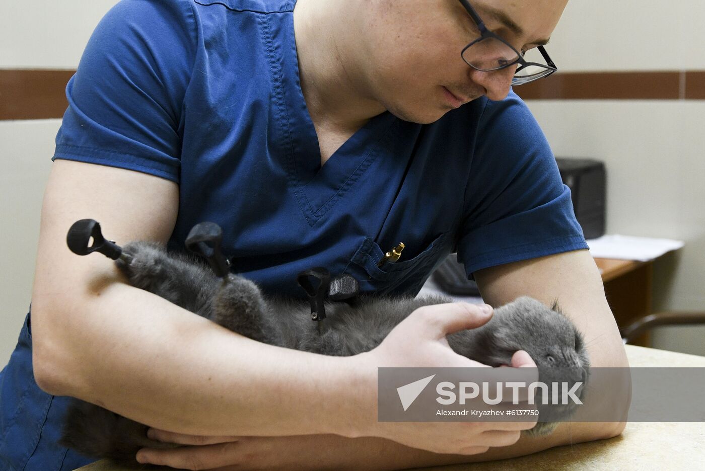 Russia Prosthetic Cat