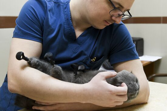 Russia Prosthetic Cat