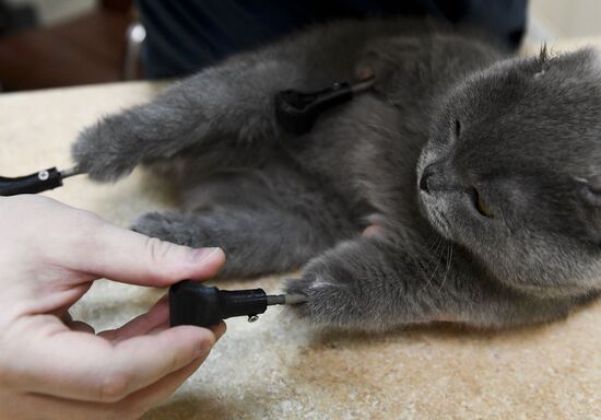 Russia Prosthetic Cat