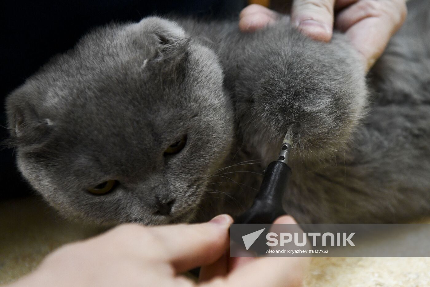 Russia Prosthetic Cat
