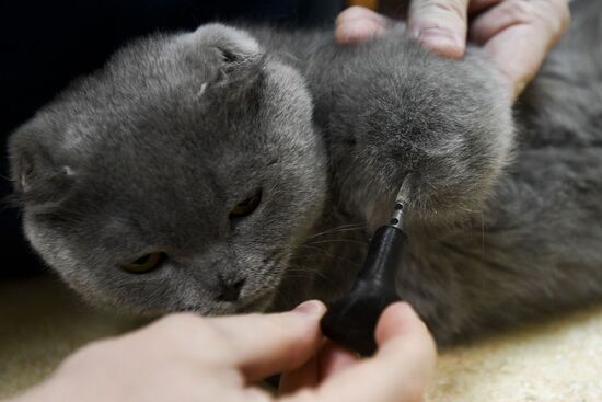 Russia Prosthetic Cat
