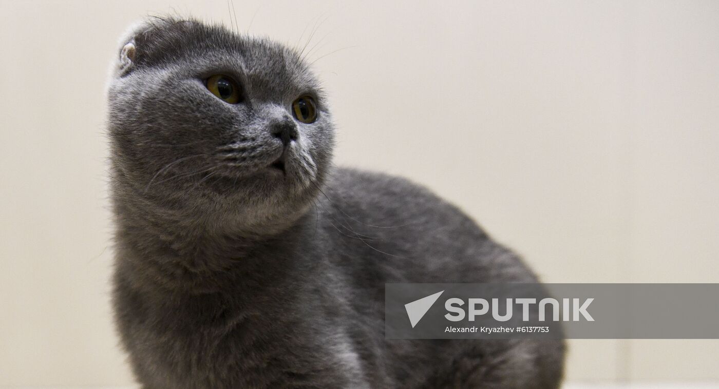 Russia Prosthetic Cat