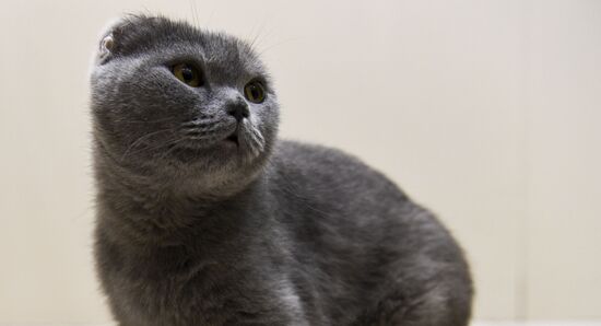 Russia Prosthetic Cat