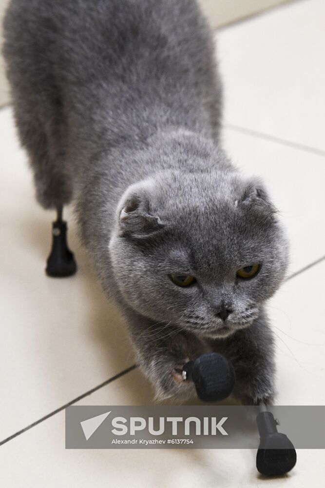 Russia Prosthetic Cat