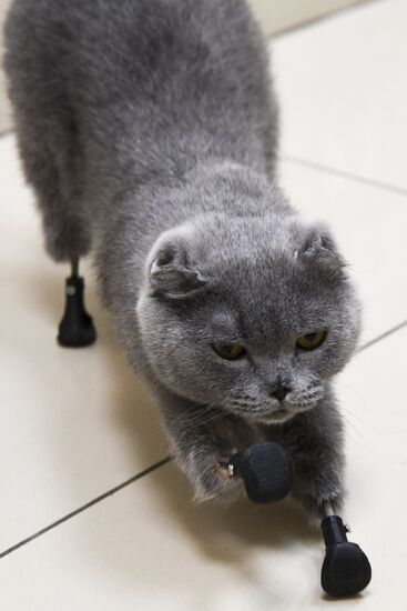 Russia Prosthetic Cat