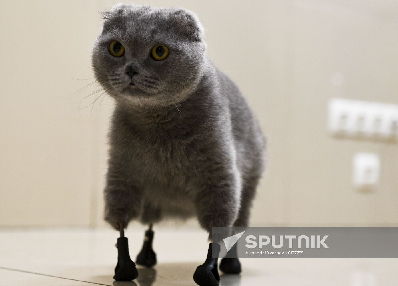 Russia Prosthetic Cat