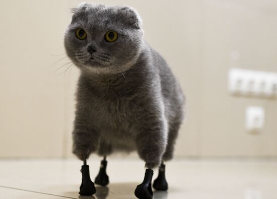 Russia Prosthetic Cat