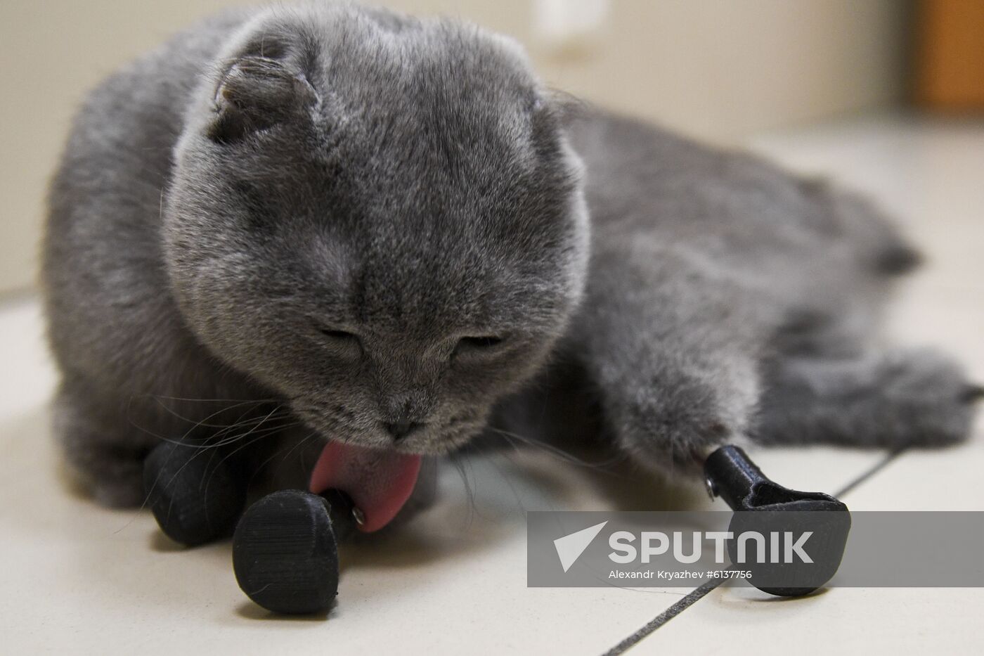 Russia Prosthetic Cat