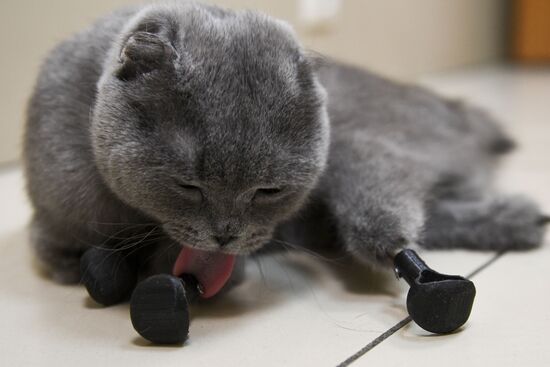 Russia Prosthetic Cat