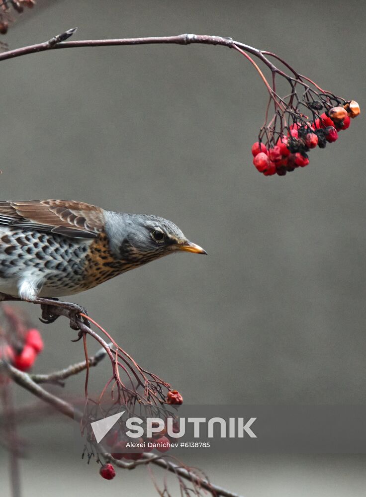 A fieldfare feeds at a rowan in St. Petersburg, Russia. Location: Russia, St. Petersburg. Author: Alexei Danichev/Sputnik. Russia Daily Life