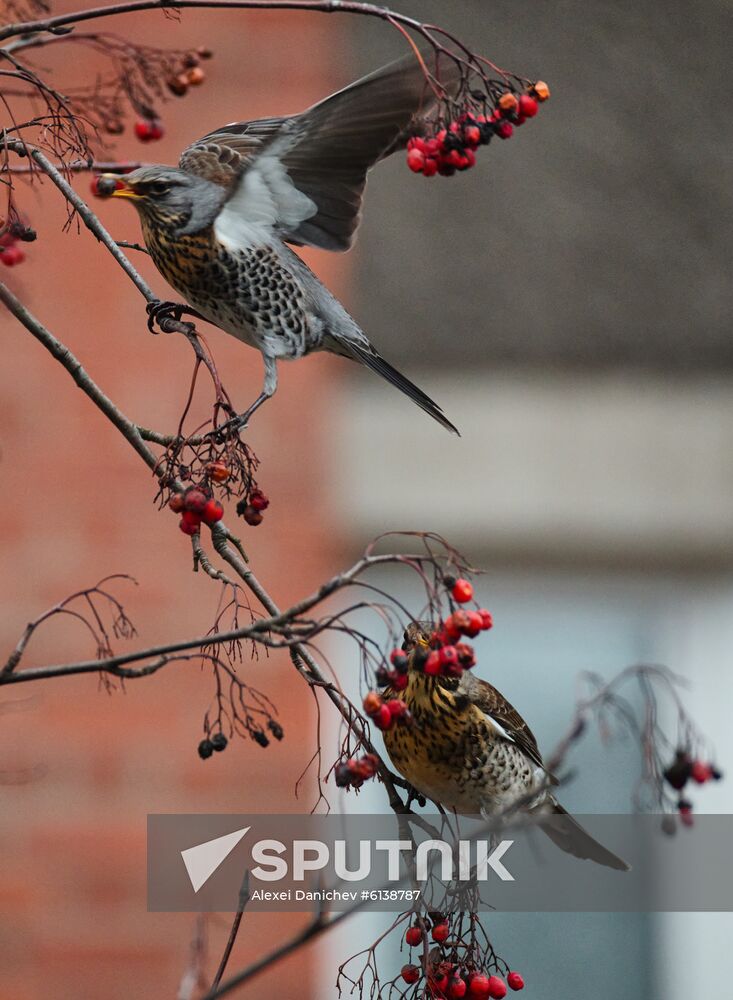 Fieldfares feed at a rowan in St. Petersburg, Russia. Location: Russia, St. Petersburg. Author: Alexei Danichev/Sputnik. Russia Daily Life