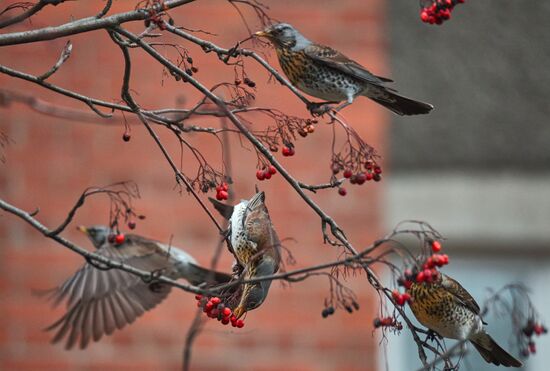 Russia Daily Life
