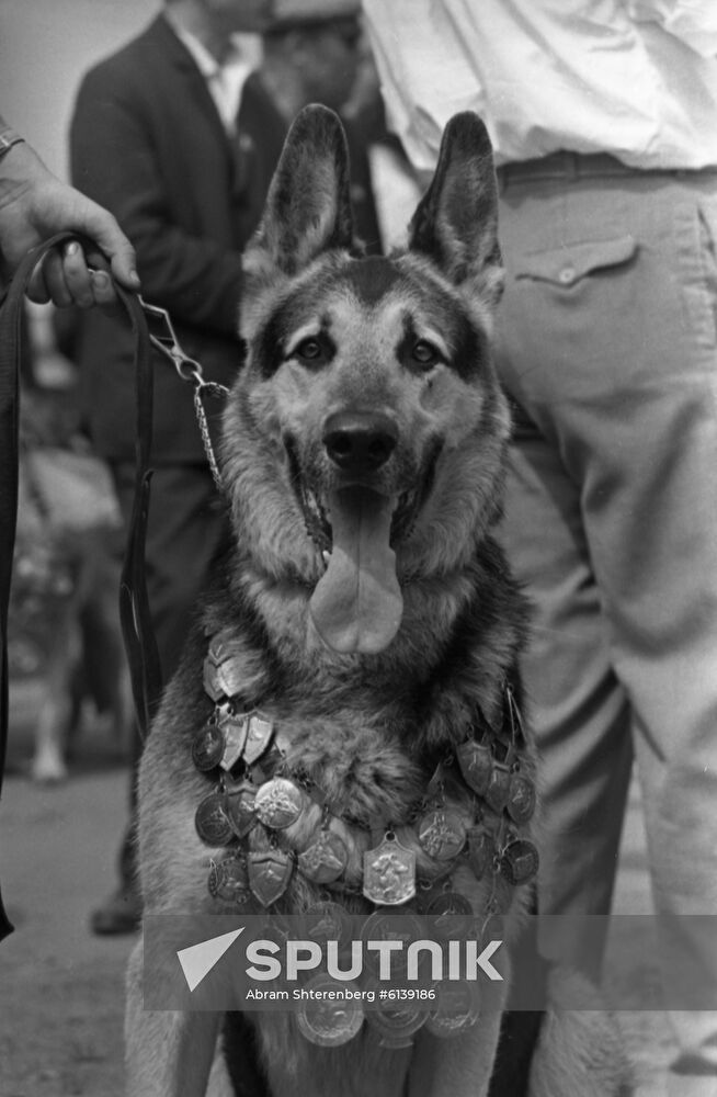 German shepherd dog Rein